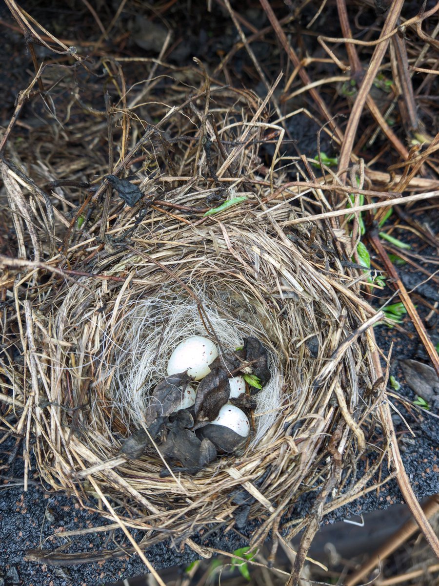 FelineIsle's tweet photo. 🐦 Discovered a bird's nest with eggs, safely hidden from curious cats! 🌳 A reminder to respect and protect all creatures we share our world with. 💚 #NatureLovers #FelineIsle #CatsAndBirds https://t.co/h84KKoVKqn
