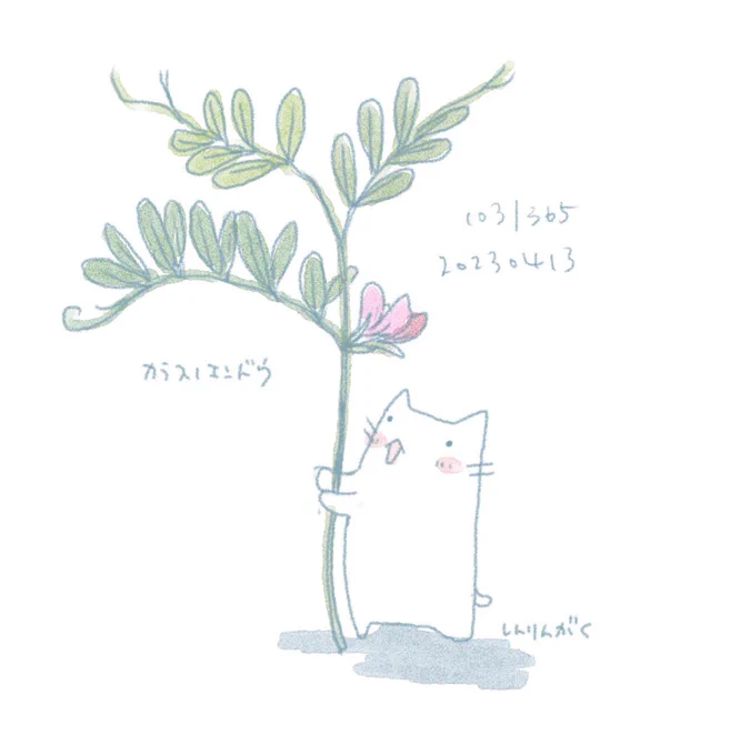 しらたまさんあれこれ#365分の1 
