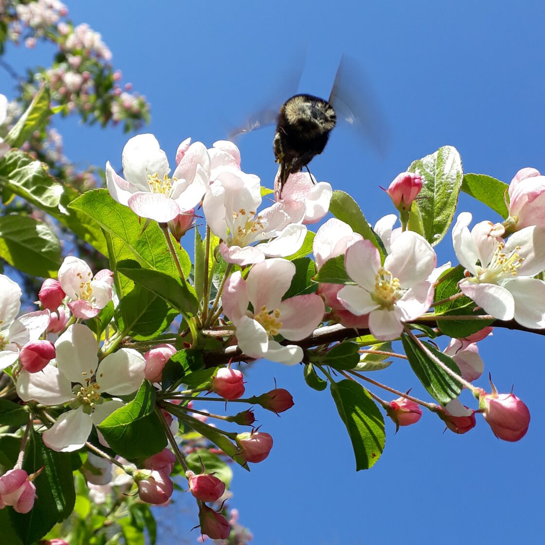 Voorjaars Aanbiedingen🐝 - eepurl.com/ipayus