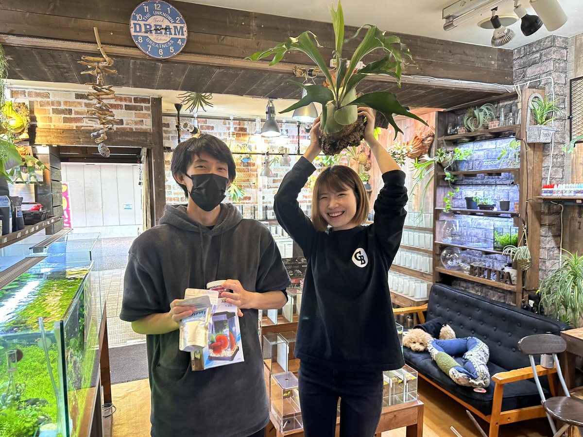 ag_rosso's tweet photo. 昨日のYouTubeLIVEで見事【1等】を引き当てた@FuKuShiMa0121  VTさんご来店😊

P.マセラティも合わせてお迎え頂きました😊
ありがとうございます😊

#ベタ
#ROSSOchannel
#ROSSOPLANTS
#ビカクシダ
#platycerium
#コウモリラン
#ビカクシダ仙台
#ビカクシダ専門店
#観葉植物
#インテリアグリーン https://t.co/Q6kbpSd8G8