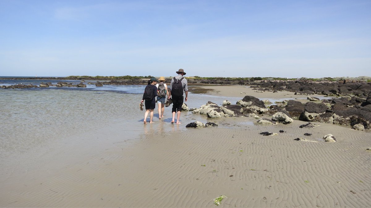 rebeccabhull's tweet image. Exploring #JawboneMarineSanctuary with colleagues, to generate ideas for next semester's #BIOL10001 #australianfloraandfauna #fieldtrip.

@BioSci_UniMelb @scimelb @unimelb

#bunurongcountry #boonwurrungcountry #PortPhillipBay #undergradresearch #undergradteaching