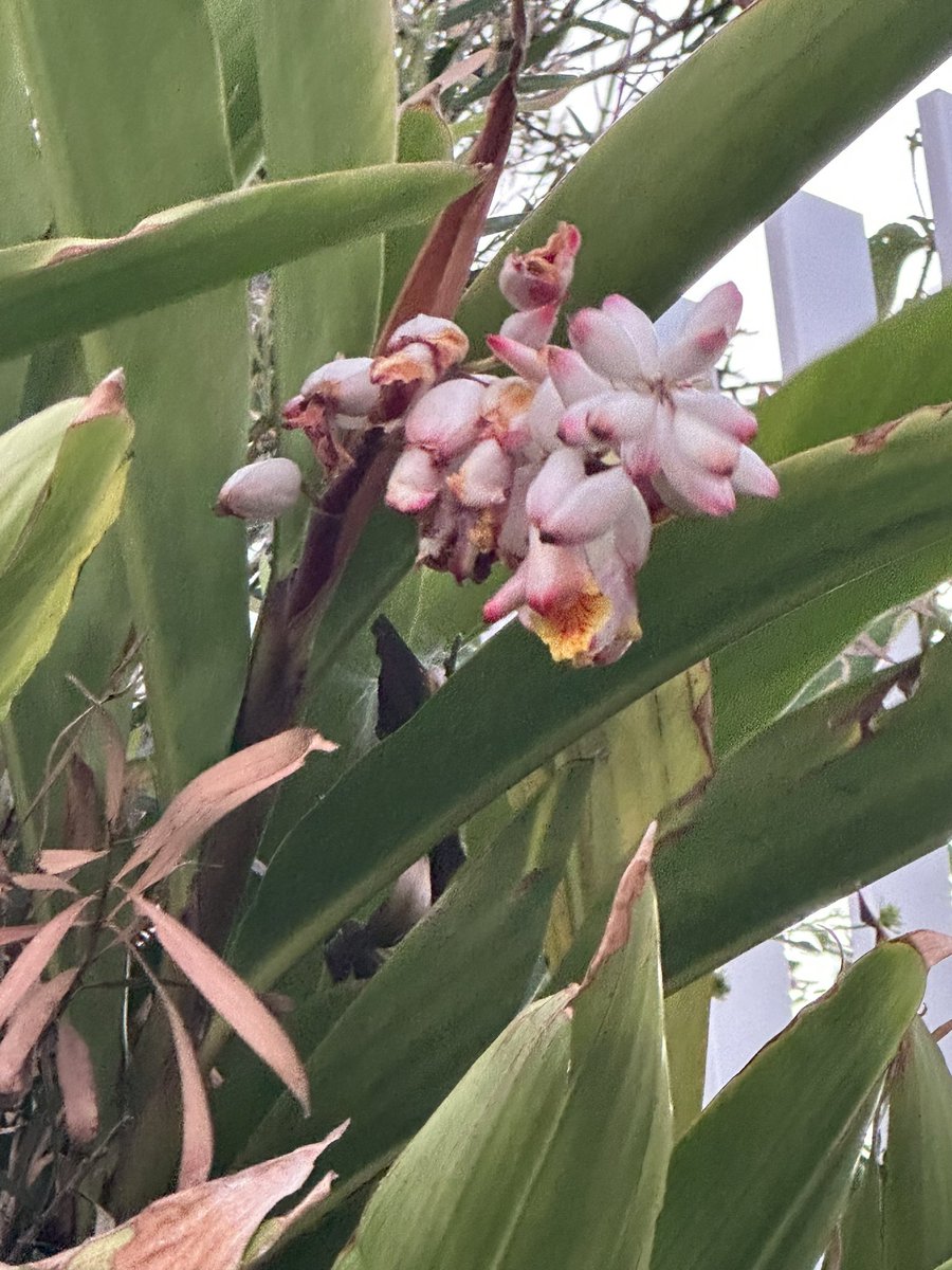 ohsixoneoh's tweet photo. A windy #run #running starting with debris in my eye within the first kilometre 😭

#Marigold; #Alpinia or #ShellGinger; an emerging #BirdofParadise; the last of the day’s sunlight over the #ocean https://t.co/fmwWXPweMf