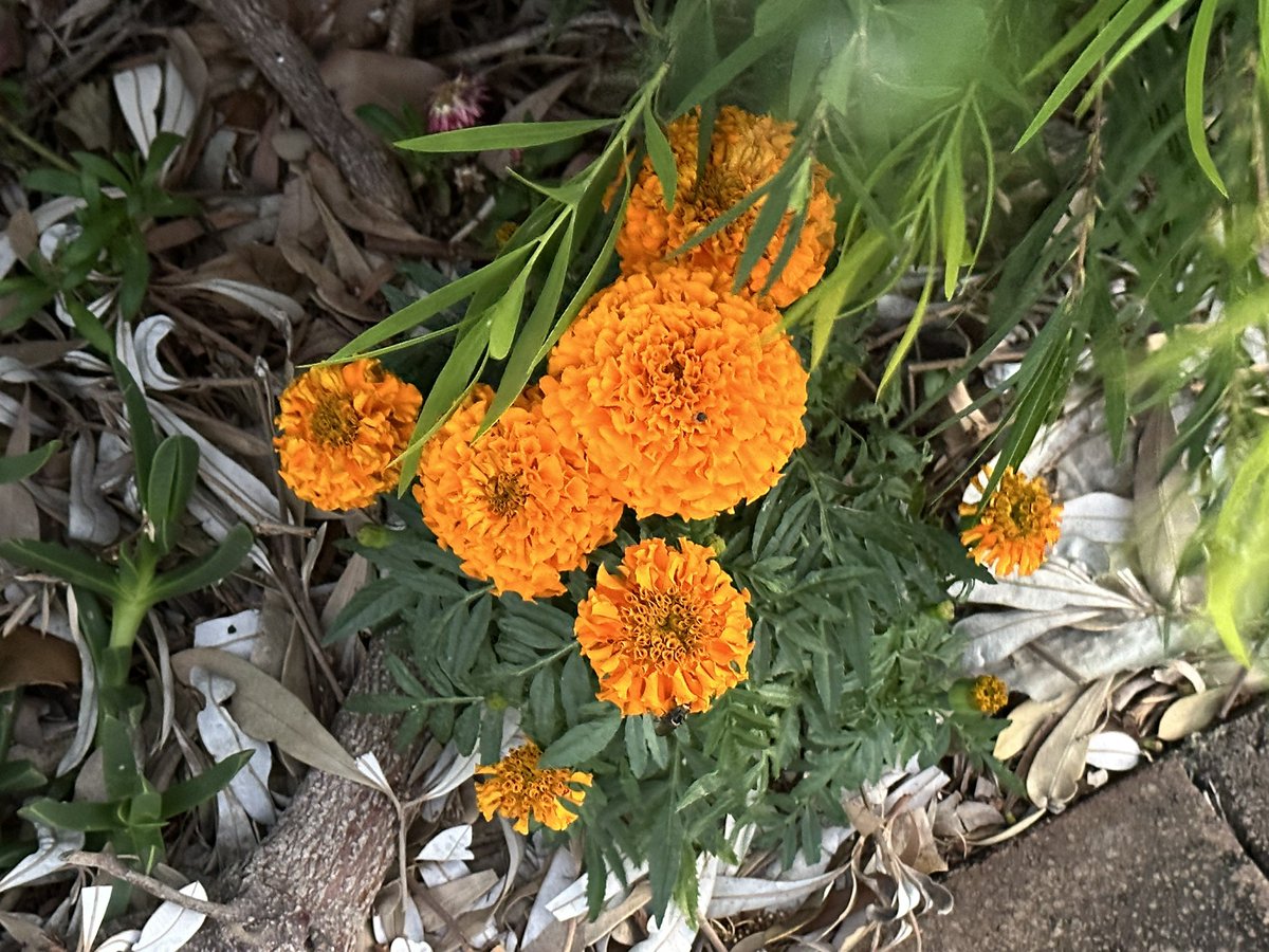 ohsixoneoh's tweet photo. A windy #run #running starting with debris in my eye within the first kilometre 😭

#Marigold; #Alpinia or #ShellGinger; an emerging #BirdofParadise; the last of the day’s sunlight over the #ocean https://t.co/fmwWXPweMf