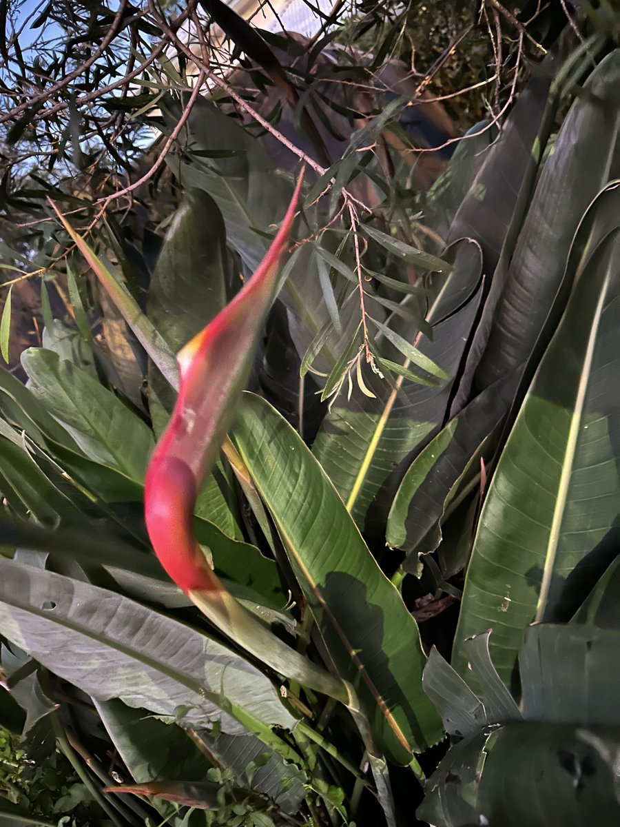ohsixoneoh's tweet photo. A windy #run #running starting with debris in my eye within the first kilometre 😭

#Marigold; #Alpinia or #ShellGinger; an emerging #BirdofParadise; the last of the day’s sunlight over the #ocean https://t.co/fmwWXPweMf