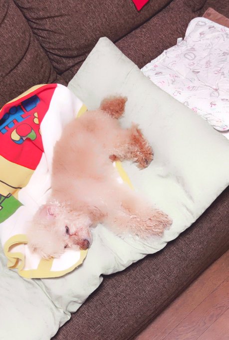 みんなそろそろうちの犬見たいんじゃない 