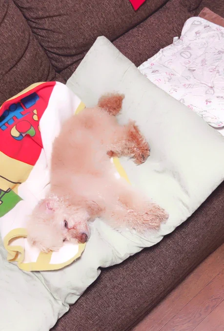 みんなそろそろうちの犬見たいんじゃない 