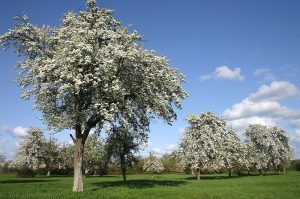 Blossom Day at Days Cottage

Sunday April 23rd 1.00 – 4.00 - details coming soon at dayscottage.co.uk

Hartpury Orchard Centre Blossom Day

Sunday 23 April 2023 12 noon-5pm Blossom day, enjoy a picnic in the orchard. Bar will be open.  https://www.

glosorchards.org/home/blog/2023…
