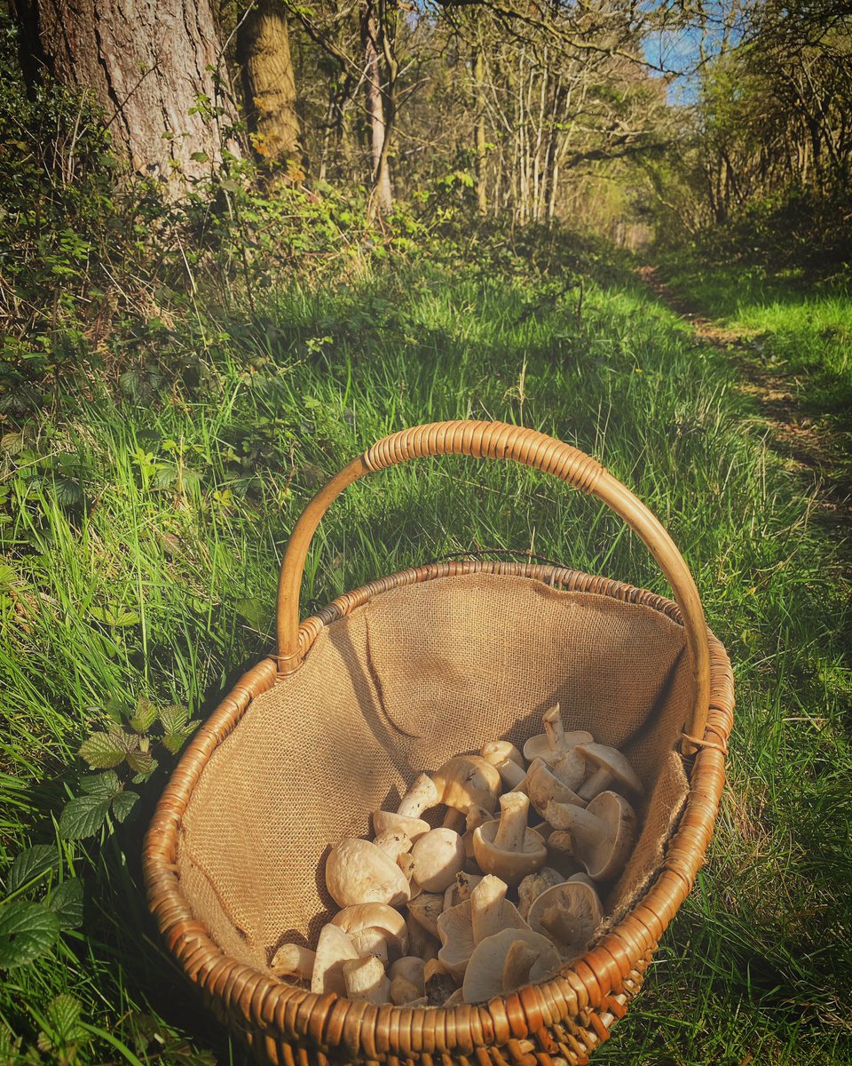 FrazerGrainger's tweet photo. Foraging St George’s mushrooms. 🍄
#foraging https://t.co/m5ZAT9wXp6