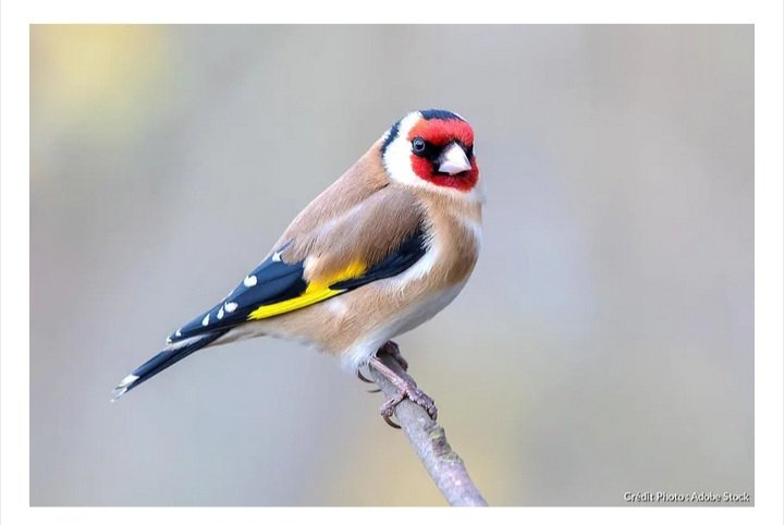 Ce wkd dans ma ferme d'agro-businessman j'ai vu:
Des lièvres 
Des lapins
Des chevreuils
Des traces de sangliers 🐗 
Des ragondins
Des chats

Mais aussi

Des perdrix 
Des chardonnerets 😍
Des pic-verts 
Des buses
Des faucons 
Des chouettes 
Des chauves souris
Des pigeons