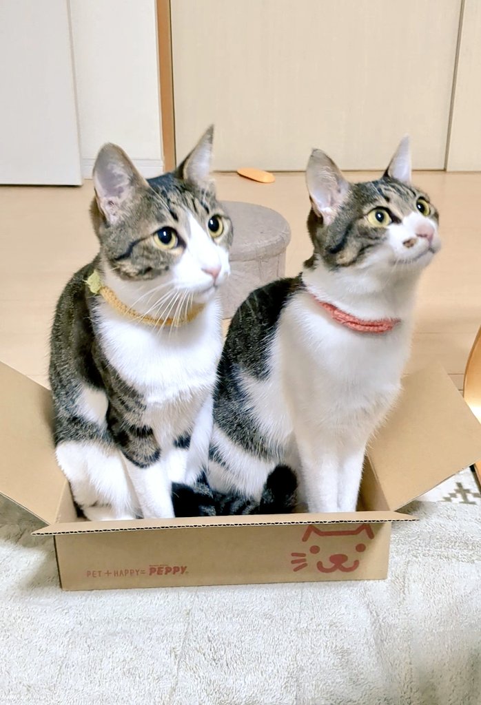 wakaandyama's tweet photo. 小さな箱に仲良く入るワカとヤマです😺🍊😺
#ハチワレは世界を救う協会
#猫好きさんと繫がりたい 
#猫の居る暮らし #猫 https://t.co/f6qdxI5F2V