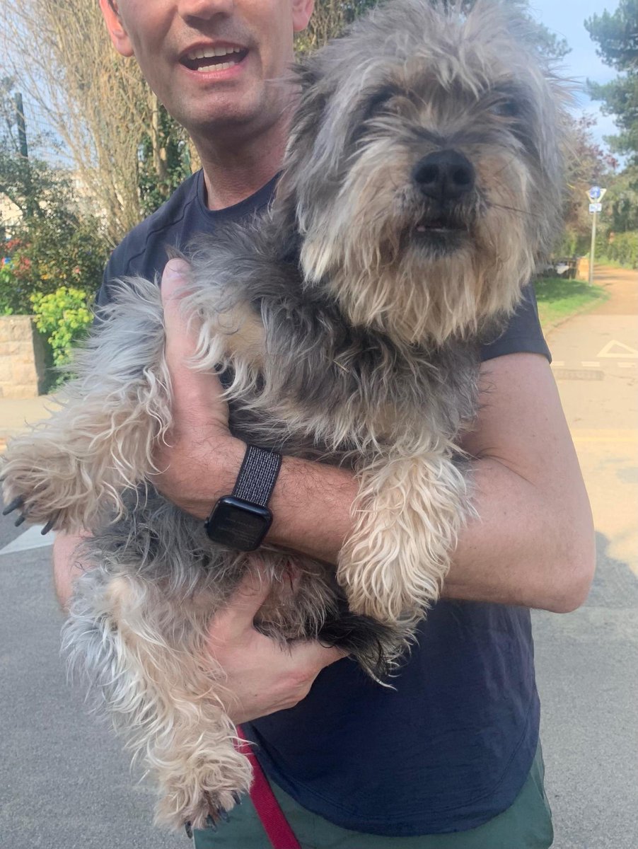 Anyone know this dog?! Followed my husband home from near Off The Rails on railway walk. No tag.