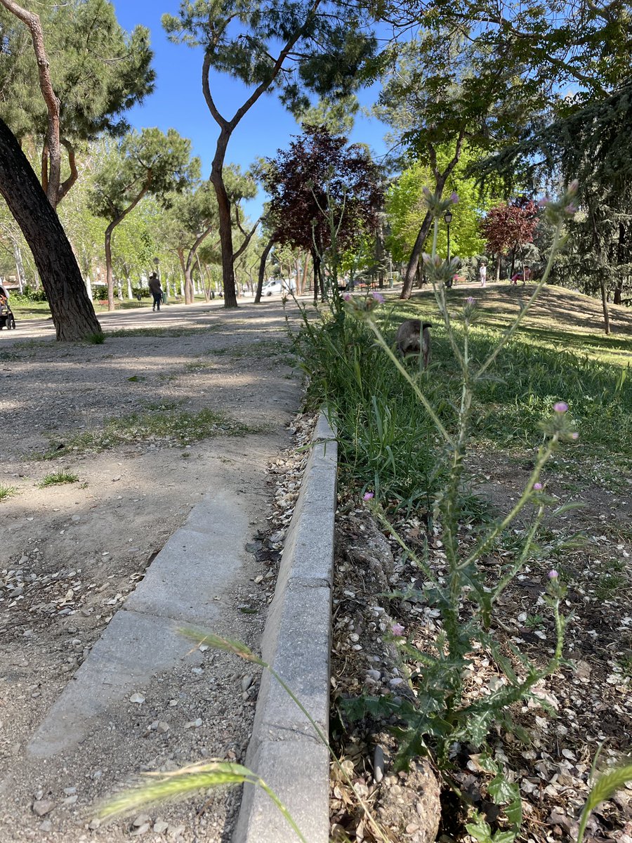 Los parques de Almeida: cardos borriqueros y espigas a punta pala, además de mierda del año que la pidas