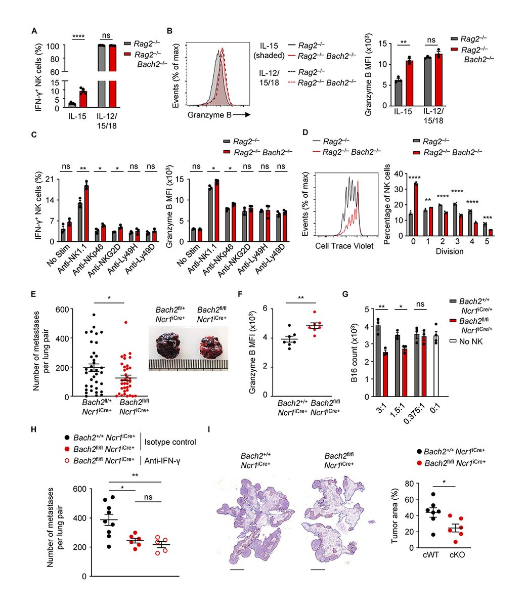 Journal of Experimental Medicine (@jexpmed) on Twitter photo .<a href="/CImianowski/">Charlotte Imianowski</a>, <a href="/RoychoudhuriLab/">Roychoudhuri Lab</a> et al show that BACH2 restricts NK cell maturation and function, limiting immunity to cancer metastasis bit.ly/3y6wwau
From our collection Innate Immune Cells & Signaling: bit.ly/3UvNMQA
#KSInnateImmune23 .<a href="/CImianowski/">Charlotte Imianowski</a>, <a href="/RoychoudhuriLab/">Roychoudhuri Lab</a> et al show that BACH2 restricts NK cell maturation and function, limiting immunity to cancer metastasis bit.ly/3y6wwau
From our collection Innate Immune Cells & Signaling: bit.ly/3UvNMQA
#KSInnateImmune23