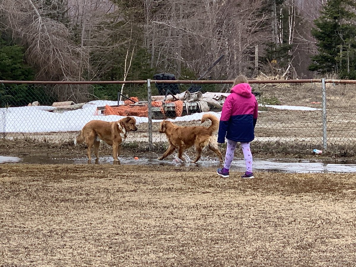 TrudStar12's tweet image. Me and cousin Chester found a puddle😃 #DogsofTwitter #goldenretriever #muddypaws #muddypuddles #whydoesmycarsmelllikewetdog