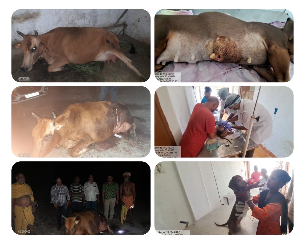 #Vets demonstrate  Professional acumen-  attended dystocia case in late night at farmers doorstep &amp; saved life of a cow by performing caesarian operation in Binka, Subarnapur to  Operate a case of mammary tumor in a  7 year old female Dachshund #VD Kolnara, Rayagada. <a href="/rajaaswain/">Ranendra Pratap Swain</a>