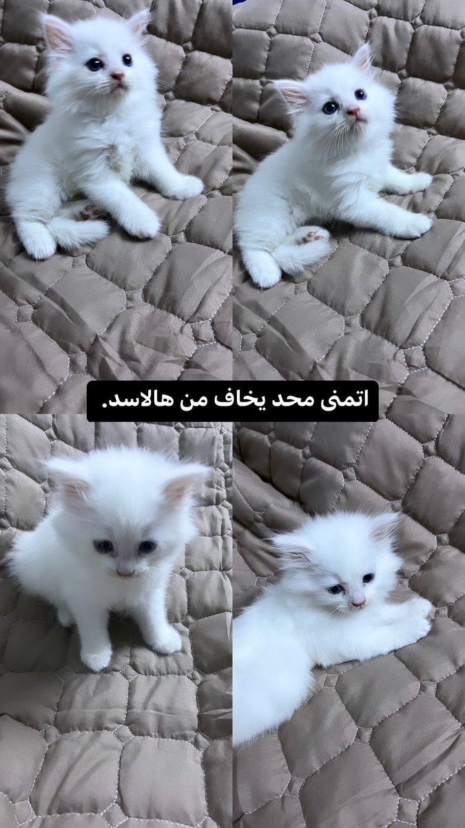 T_T_3's tweet image. الاسد حقي يقولكم مساء الخير.