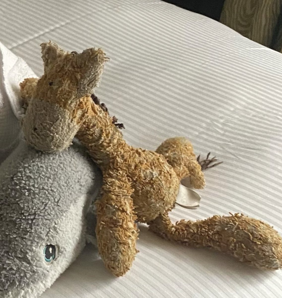 angie_shatford's tweet image. MISSING GIRAFFE🦒 Last seen Heathrow T2 Fri 14 April. Babi is much-loved &amp;amp; missed by 11 y/o Gabriel 😢Lovely people of Twitter, can we work some magic here to reunite Gabe with his pal ? Pls RT @HeathrowAirport @HeathrowExpress @yourHeathrow @BBCLondonNews @BBCTheOneShow @myldn