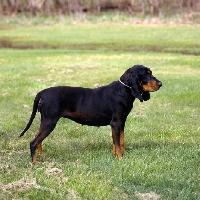 RandomDowg's tweet photo. Here's your Daily #Dog ! #Coonhound #randomdowg https://t.co/4ehrBoUrHn