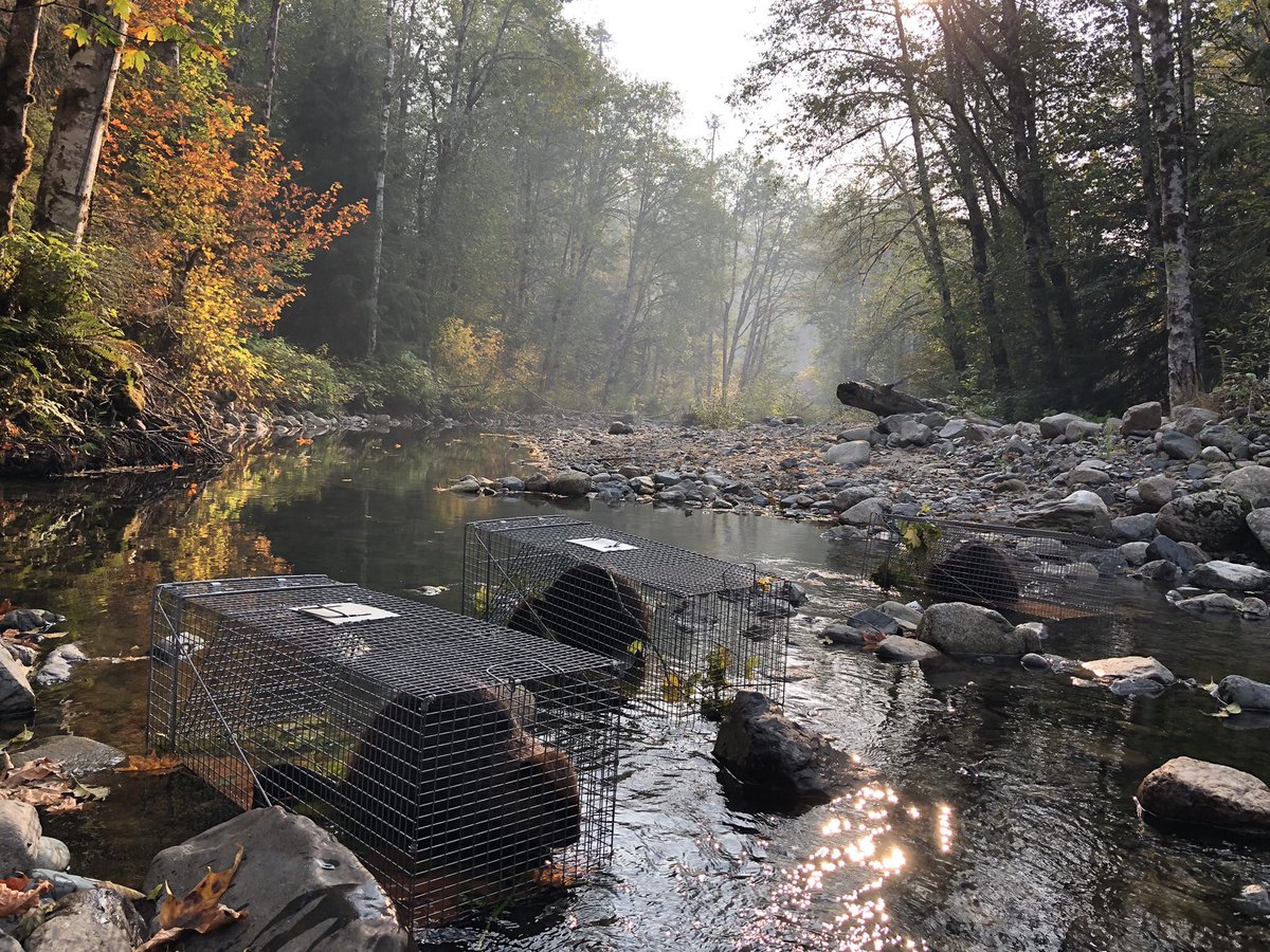 lizbonnin's tweet photo. #OurChangingPlanet is back, tonight on @BBCOne at 7pm. 
I’m in California and Washington helping to relocate exquisite ecosystem engineers that protect the land from the forces of wildfires, and to learn from Indigenous peoples about how to heal nature. 
https://t.co/toRUqbxcAk https://t.co/f4UTxWG3H5