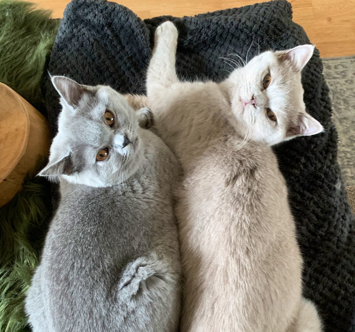 whimsyliiz's tweet photo. Kiddo’s 🐱🫶🏻 https://t.co/DXPbqaP6Dp