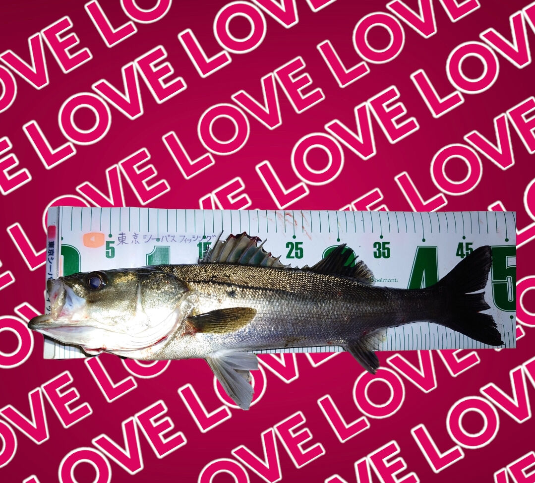 FishingCanal's tweet photo. 夕方から引き波バチがちょい抜けして、そこから悶絶タイムでした(ﾟωﾟ)
バチに意識が向いてる個体に当たるのを信じてひたすらスローの135を投げ倒してのフッコサイズを1本
仕事上、週末アングラーなので来週またがんばろう
p(´⌒｀q)
＃シーバス
#東京湾奥
#バチ抜け
#マニックスロー https://t.co/1KnaG7LRjk
