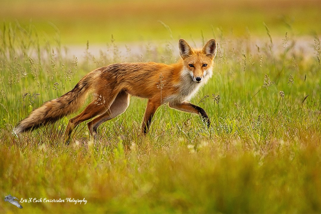 Red fox vixen walking casually in a grass field in Virginia. 

#redfox #Foxes #animals #wildlifephotography #TwitterNatureCommunity #nature #widllife #virginiawildlife #vawildlife

loriacash.com