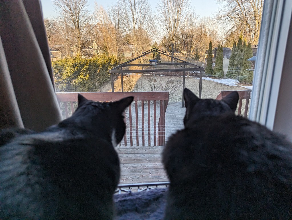 Downes @Downes@mastodon.social tweet media