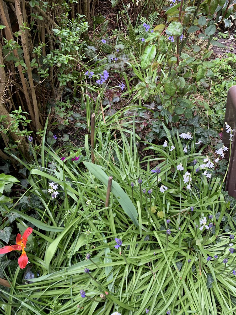 MarissaBurgess's tweet image. Bluebells are out in the front garden. Expecting a visit from Dominic Cummings anytime now. #throwbackgags #lockdown2020