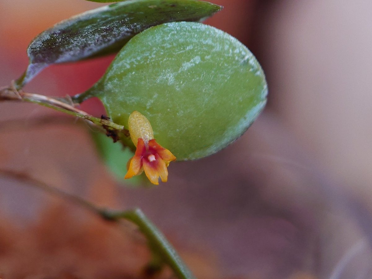 My Lepanthes domingensis on #NationalOrchidDay. Miniature #orchid native to the Dominican Republic and Haiti, found at around 1100 to 1200 m. Bloom width 4.5 ± 0.5 mm #Orchidaceae