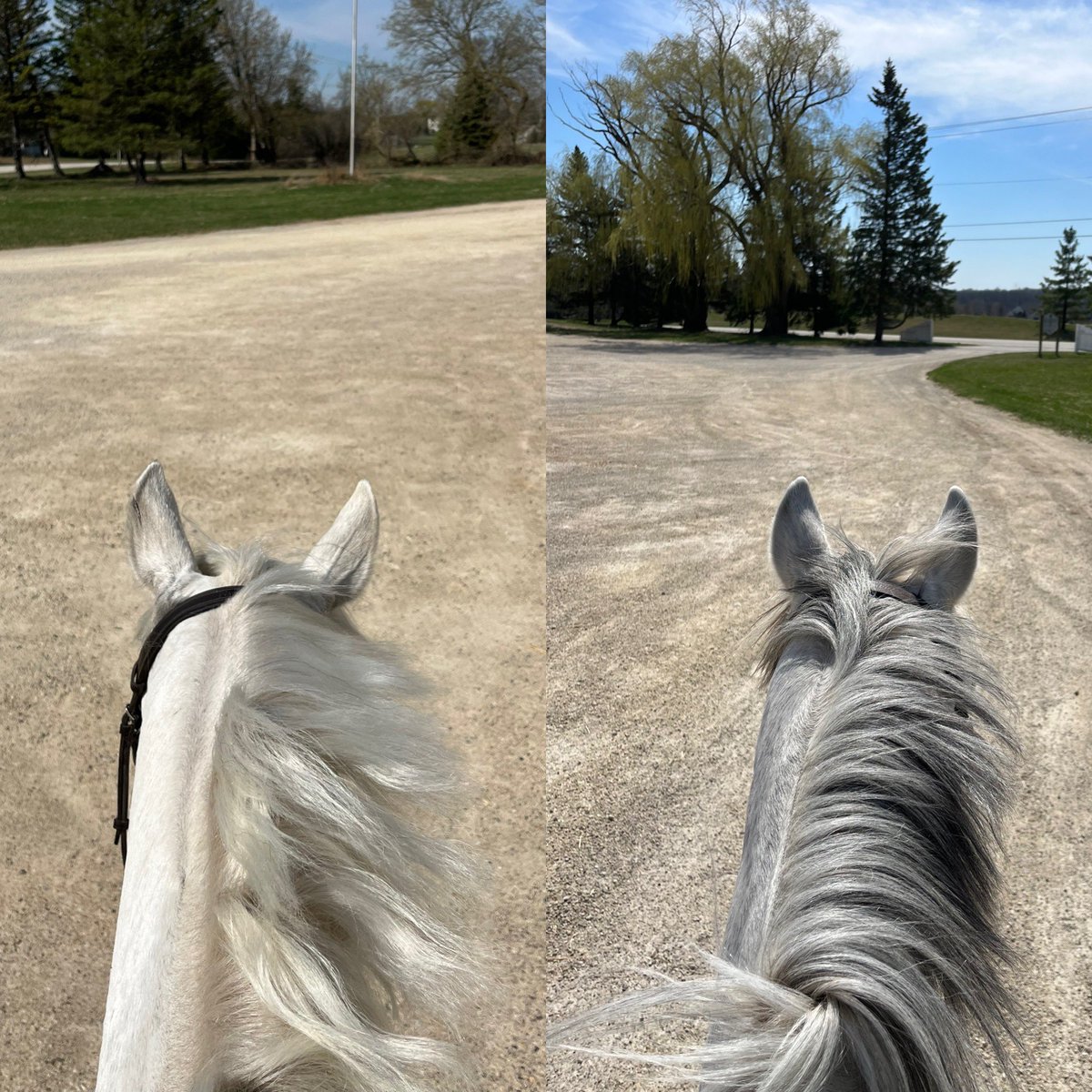 equiMESS's tweet image. Finally outside with a couple of the best boys ♥️