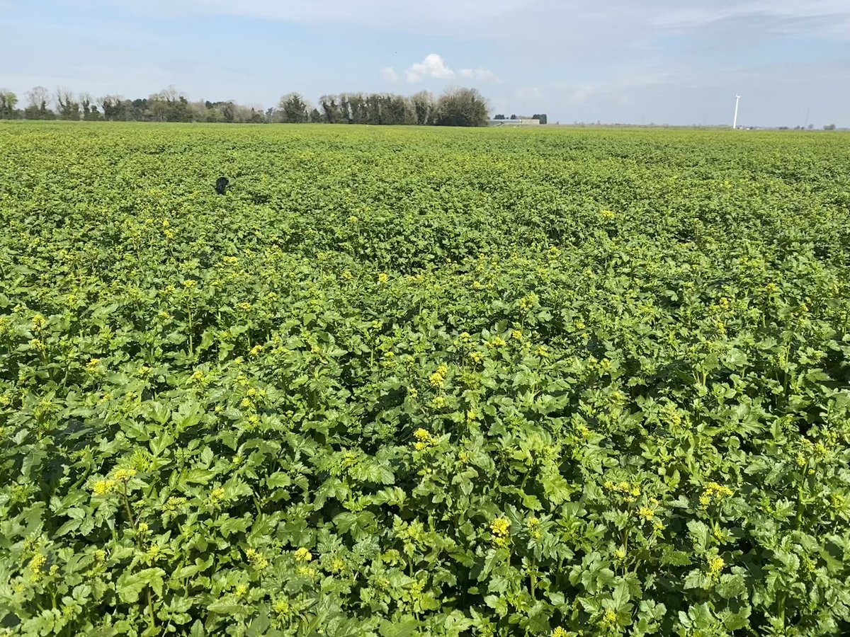 Where is the Cocker Spaniel?! 
1st time growing this new @Elsomsseeds ‘Guthrie’ over winter white mustard for @mustardgrowers @CondimentumU @ColmansUK. Crop just starting to flower, pigeon attacked bits 1/2 the height. Hopefully seeding spring white mustard this week. 💛🔥🌼🐾🐝