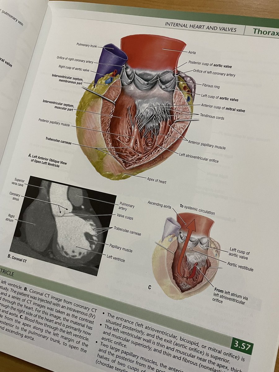 boynglassjar's tweet photo. 📚Grant’s atlas of anatomy ไม่มีรอยเขียนเลยค่ะ
💸 ส่งต่อ 1,200 บาทรวมส่ง (ราคาปกติ 1,800 บาท)
#หนังสือมือสอง  #หนังสือเตรียมสอบ #ส่งต่อหนังสือ #ส่งต่อหนังสือมือสอง #ส่งต่อหนังสือสภาพดี #ตำราแพทย์ #หนังสือแพทย์ #เตรียมสอบหมอ #ขายหนังสือ #medicine #textbook #anatomy #atlas https://t.co/5G72RAOfUN