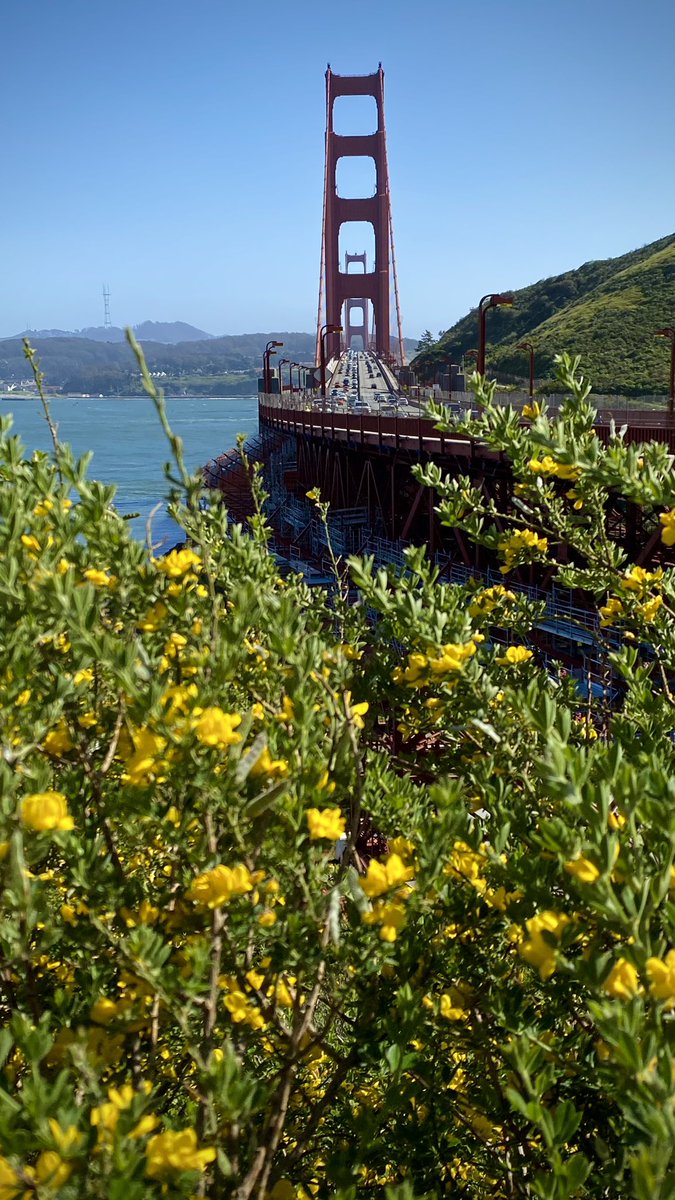 AshMcMichael's tweet photo. @NJGardenTeacher Golden Gate :) https://t.co/MZ9vtsFkpP