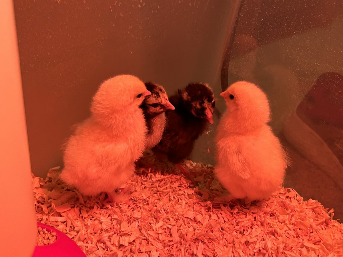 Turtle -commission open tweet media