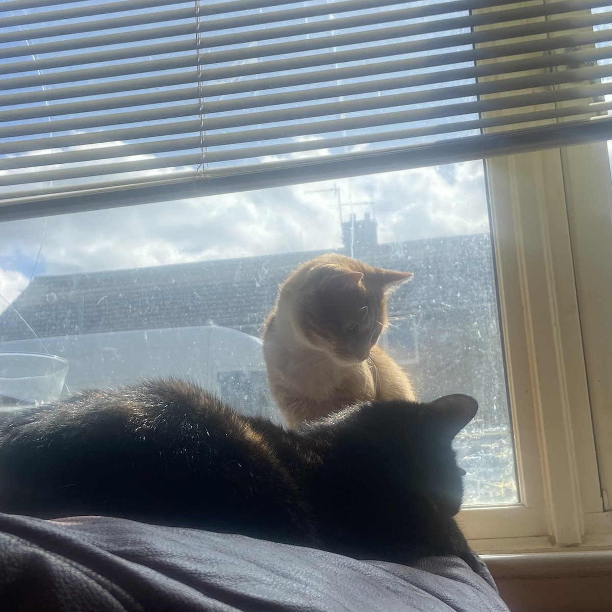 babscrushin's tweet photo. moments before fred violently beat up honey https://t.co/1XtQm65v5V
