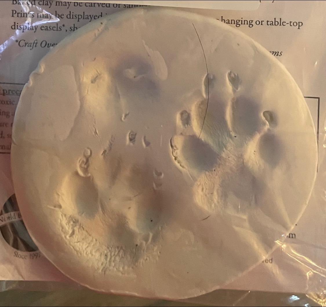 Ruby The Foster Dog tweet media