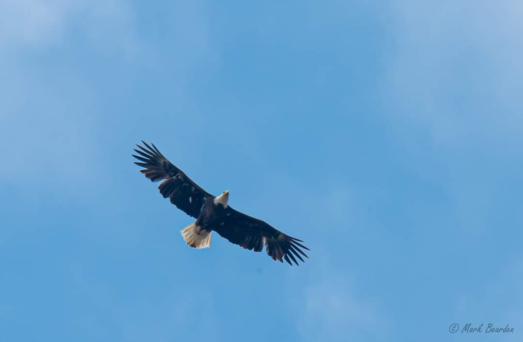 javajunkie1978's tweet image. Shooting air show in East Texas and this bald eagle decided to fly overhead and check out the performances. #baldeagle #birdsofprey