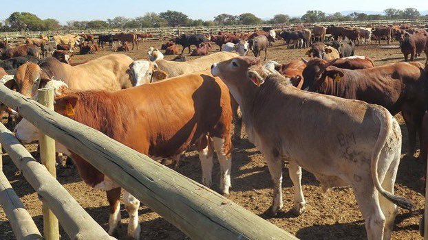 'Botswana is one of Africa's top beef producers and the world's fifth-largest beef exporter.'
📸@FarmingAdv