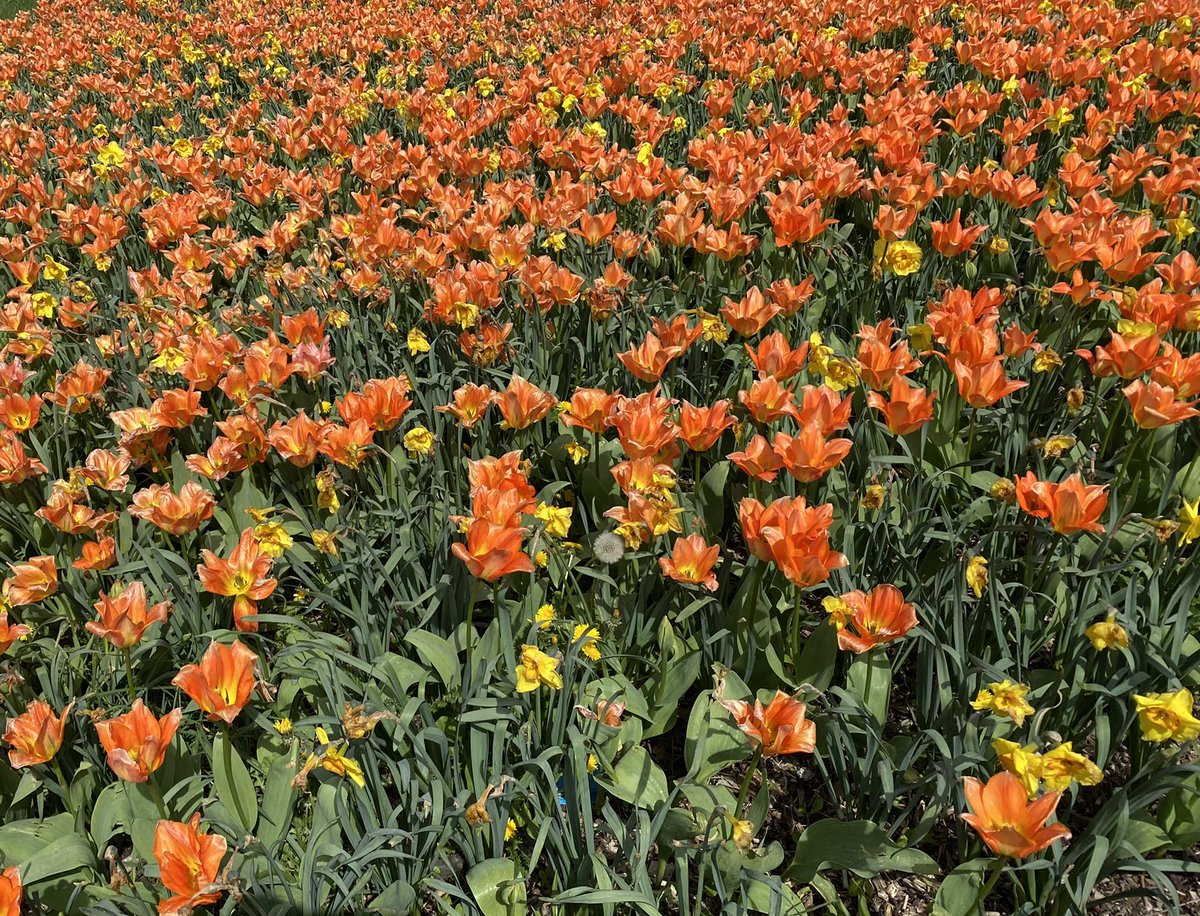 maelialc's tweet image. Profiter d’une belle après-midi ensoleillée à @sqy avant le départ demain pour Poitiers…#perdir2022