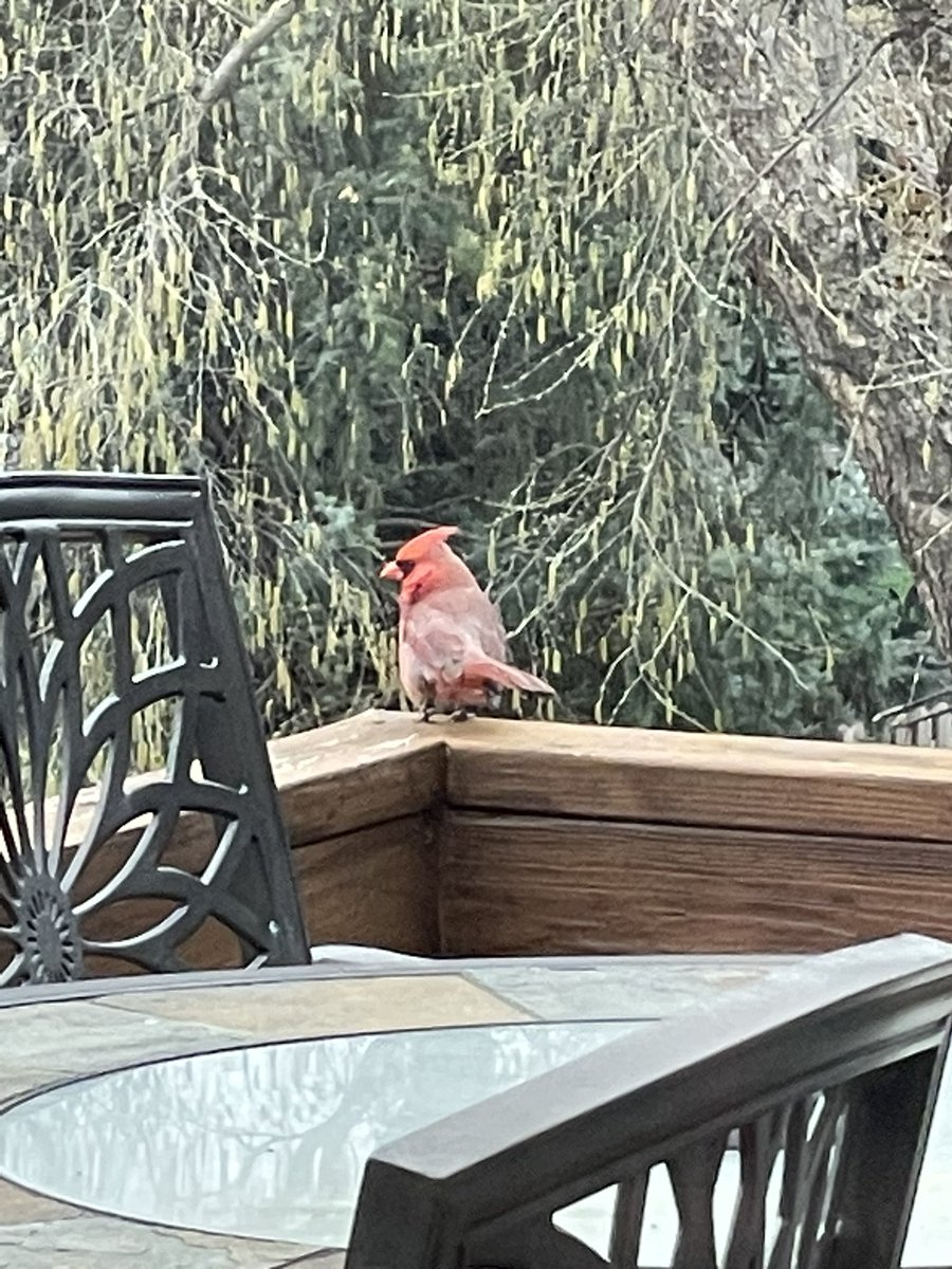 We had a little visitor this morning. ❤️
