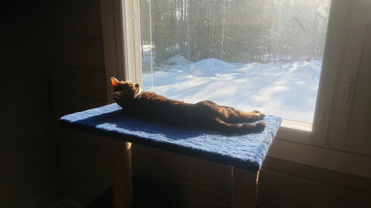 JLapinlampi's tweet photo. Vertti täällä vaan ottaa NATO aurinkoa. #vertti #bengalcat https://t.co/aJqhnsHOQl