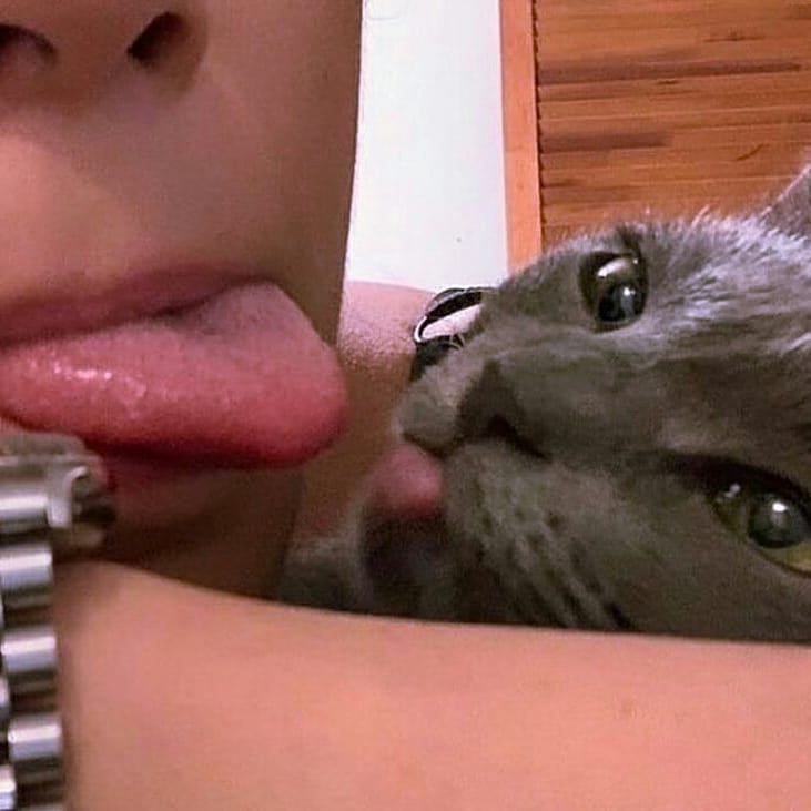 ShouldHaveCat's tweet photo. https://t.co/PAHA73bvrD