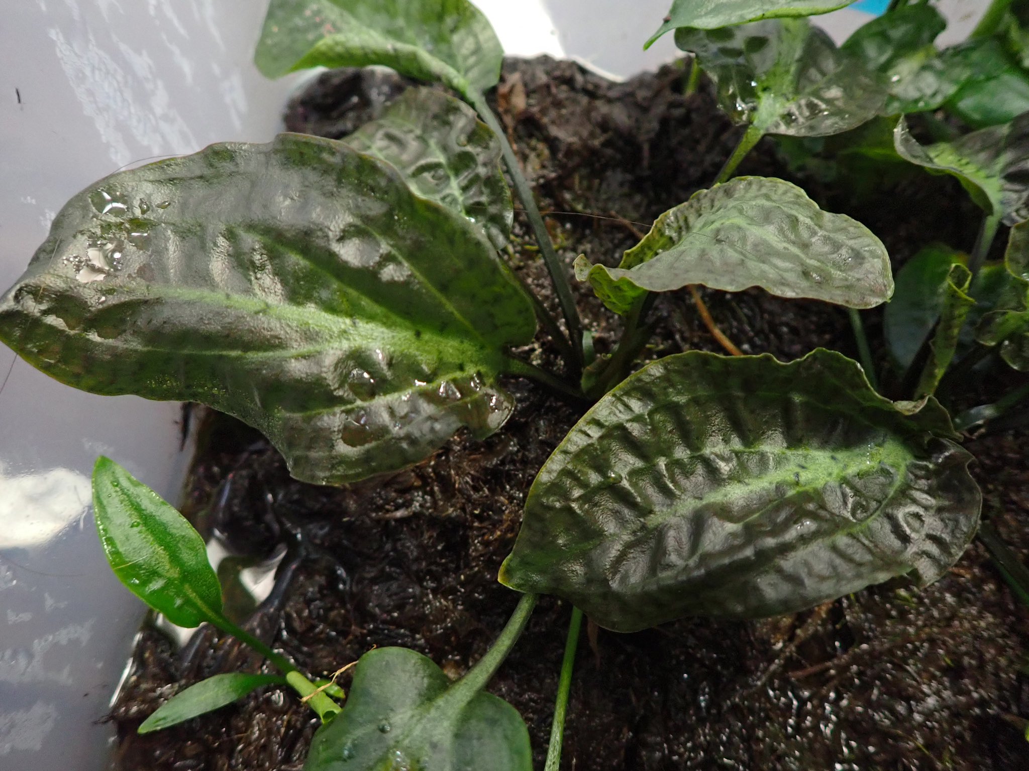 AZ‼️ cryptocoryne \