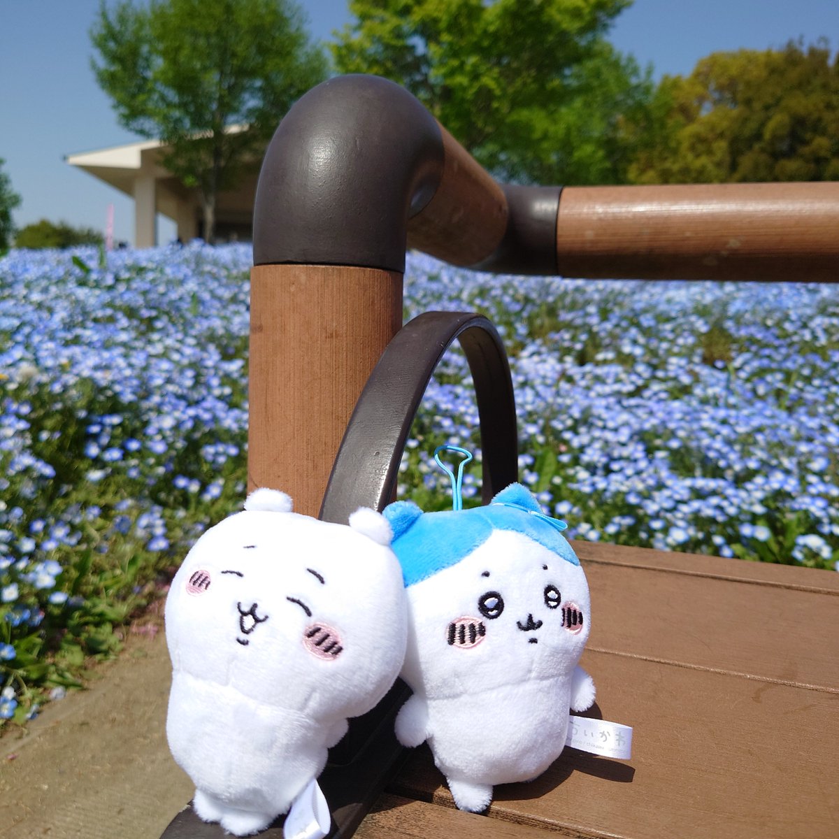 bansoko99's tweet photo. ネモフィラが見頃と聞いて舎人公園までお散歩❀❀❀　都内でも綺麗なネモフィラが見れて良かった～ いつかひたちなか海浜公園も行きたいなぁ

#舎人公園　
#ぬい撮り　
#ちいかわ https://t.co/rTyNt50RDt
