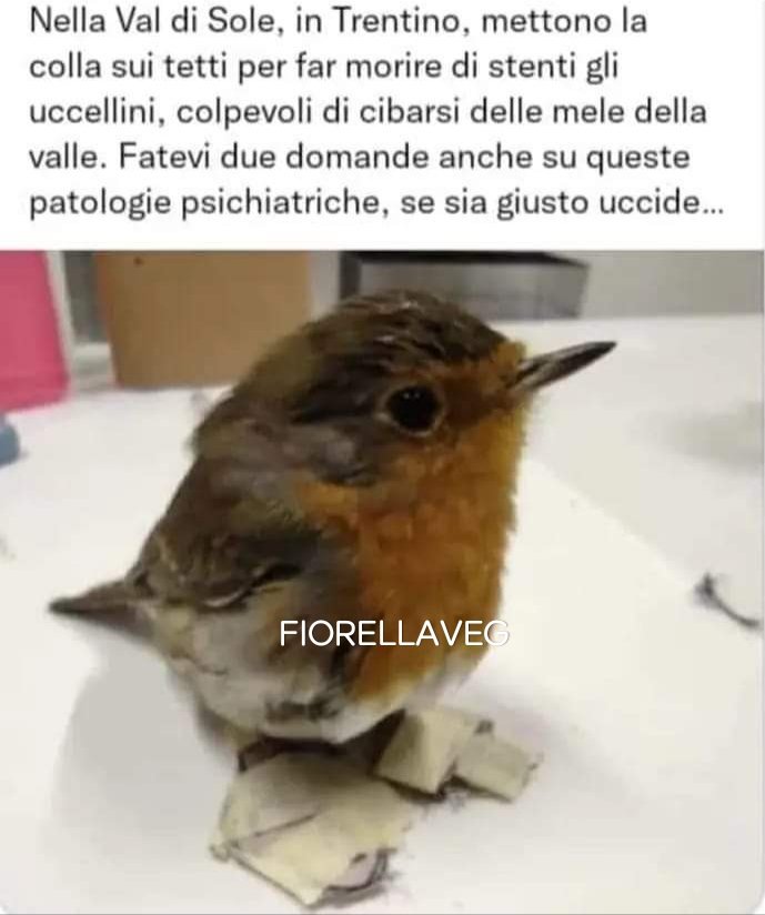 FiorellaArcodi1's tweet photo. Sarà l' aria🫣🫣???
Siete solo degli ASSASSINI https://t.co/QAKwRwBiLC