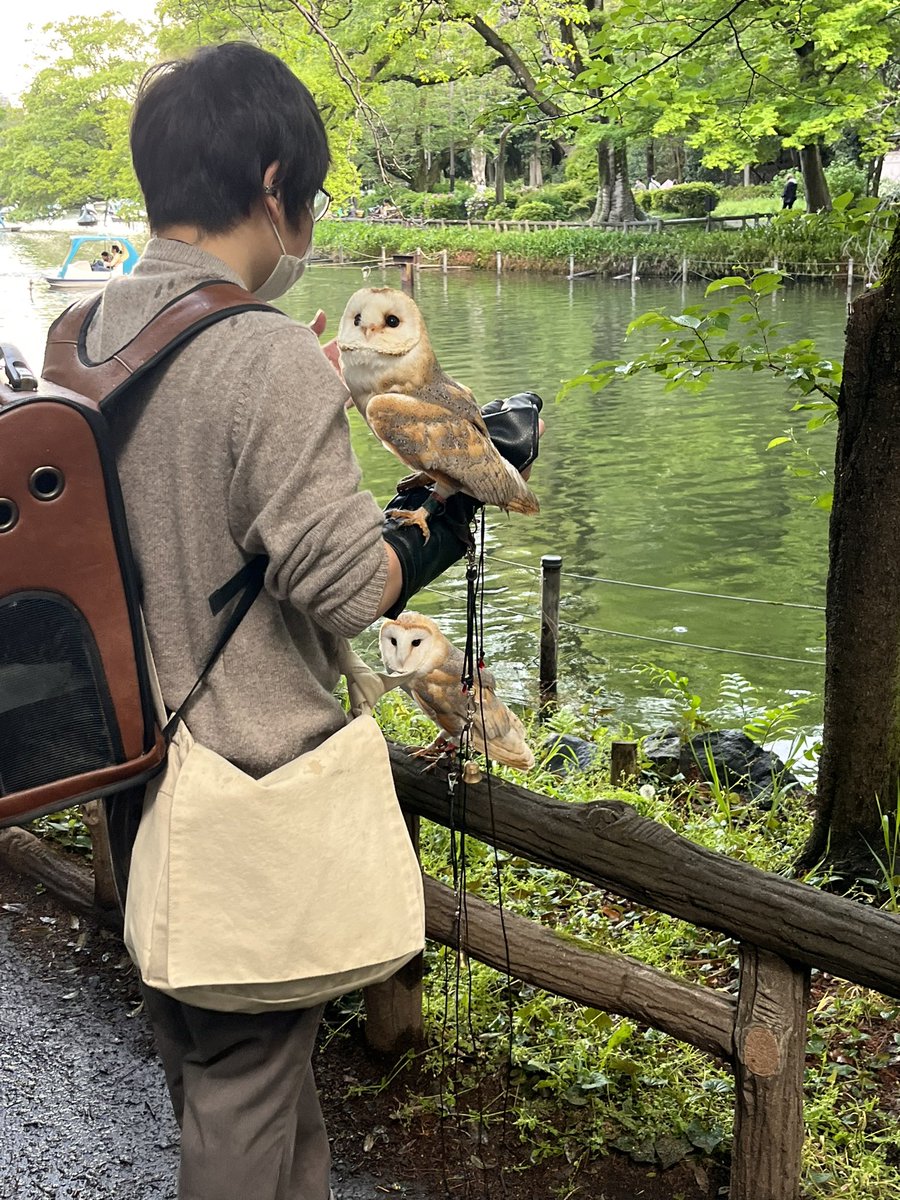 EmirichuYT's tweet photo. Bonus pics:
This guy at Inokashira Park was walking his owls and they were gorgeous good bois 🥺 https://t.co/JAyOBSgHlH