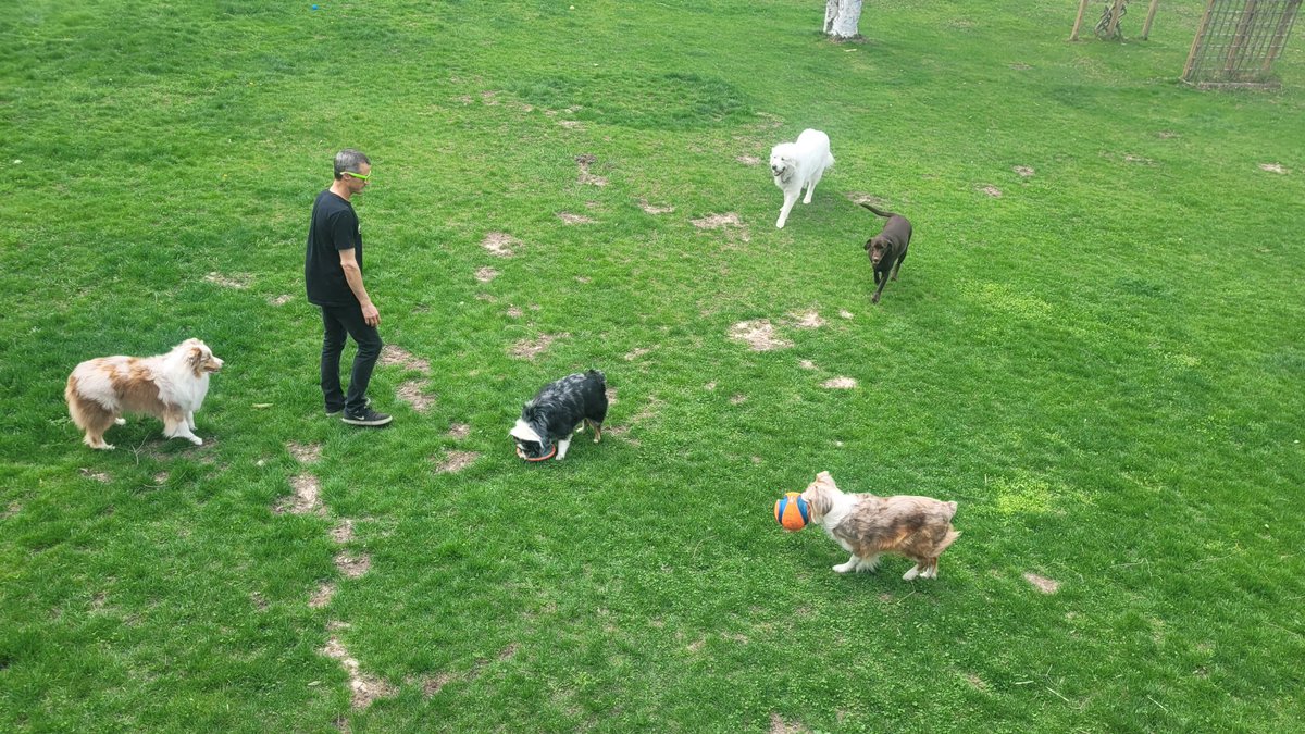 mgsmallz's tweet photo. #doglyfe https://t.co/UUziqraIfr