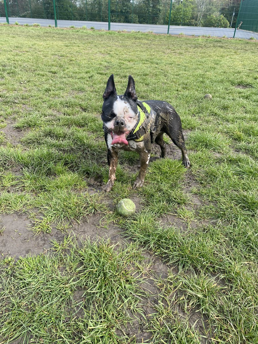 JoshuaDeanPerry's tweet image. Penny managed to find the one muddy puddle in the park 🫠