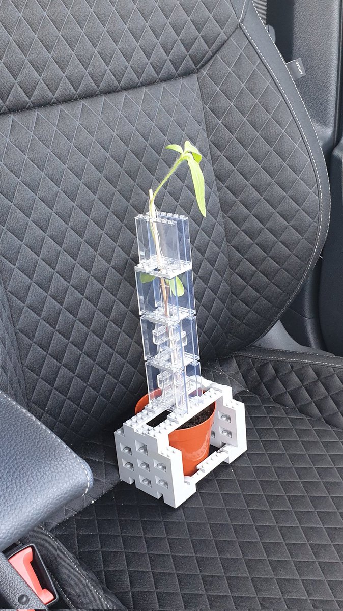 I gifted this homegrown sunflower to my parents yesterday. I wasn't sure how to keep it supported on the drive over so I did this 😅