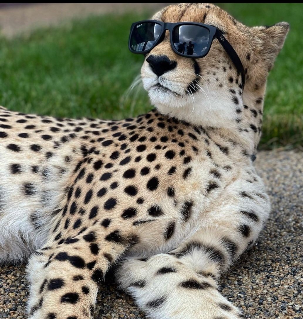 AndreCDeschenes's tweet photo. Mr Cool Cat Carl https://t.co/5ybk1gBlic